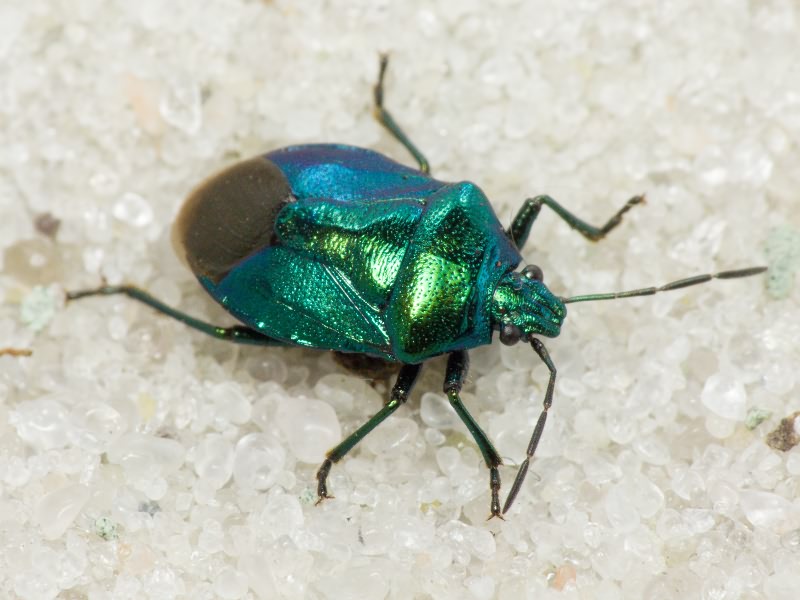Zicrona caerulea (Linnaeus, 1758)